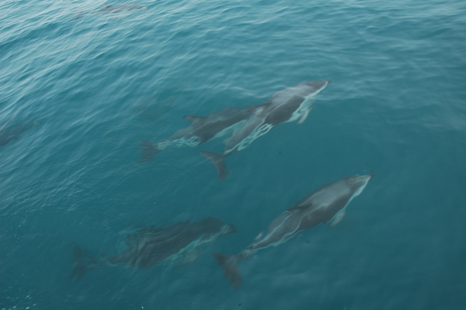 201   30 01   Kaikoura